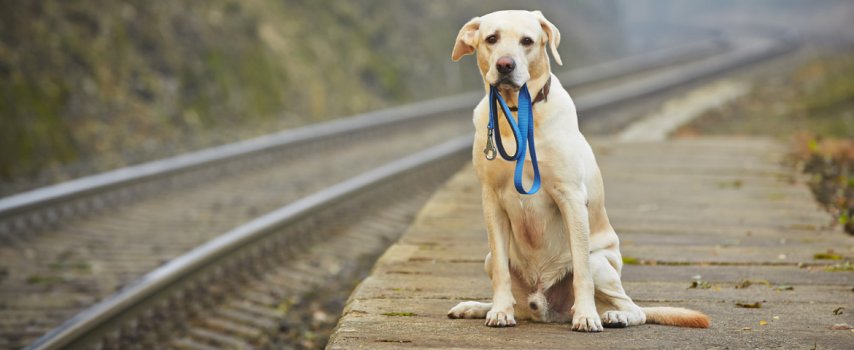 Can I Take My Dog on the Train: Essential Tips for Pet Travel